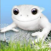 Psyrow
