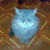 lostcat