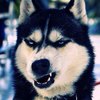 ������ ������������ EvilSquirrel