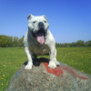 ������ ������������ Bull8DozeR