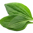 Plantago