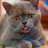 ������ ������������ kkoott
