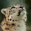 BigCatZoofil