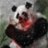 AndyPanda