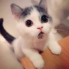 ������ ������������ Cookie2517