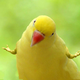 ������ ������������ fulfur