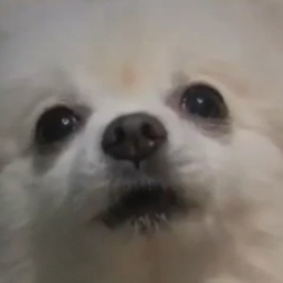 RaZz00M