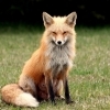 ������ ������������ ManyFoxy