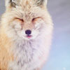 Pikabu profile picture for @hilarious