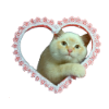 ������ ������������ PetitChat