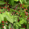 ������ ������������ ErythroxylumCoCa