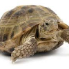 ������ ������������ Tortugaz