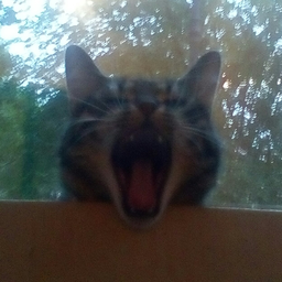 GrimSPB