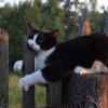 ������ ������������ kOTLEXa