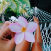 ������ ������������ Frangipani
