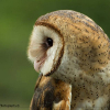 ������ ������������ tytoalba0