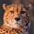 Guepard