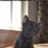 Pepich