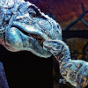 ������ ������������ T.Rex