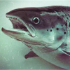 Norwegian.salmon