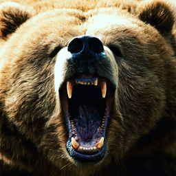 sleepybear86
