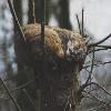 WildForestCat