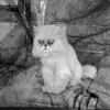 ������ ������������ PixCat