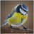 StrangerBird