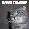 ������ ������������ ctukc