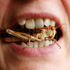 ������ ������������ VigorousLocust