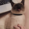 DodGiRi