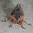 StonedCicada