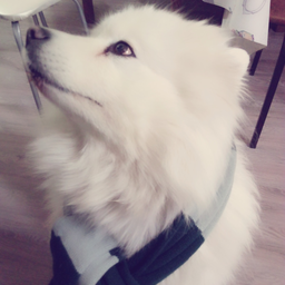 Layechka