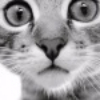 ������ ������������ Helper213