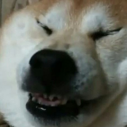 Regisok