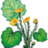 Tussilago
