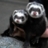 Ferret1503