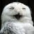SnowwwyOwl