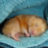 SleepingHamster