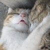 Pikabu profile picture for @ferni