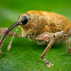 DeadWeevil