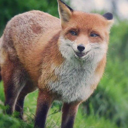 SuspiciousFox