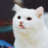 Quadrocat