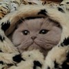 ������ ������������ murzilkina