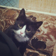 ������ ������������ Nicndix