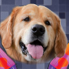 EgorLabrador
