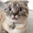 clubmycats