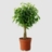 ficus1