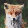 ������ ������������ PiterFoxStrasky