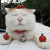 Аватар пользователя ShiroNeko